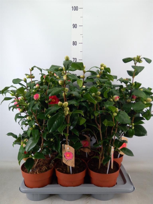<h4>Camellia ...mix 3</h4>