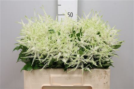 <h4>Astilbe japonica 'Whasingthon'</h4>