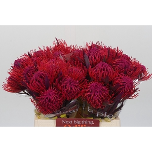 Nutans Painted Cerise