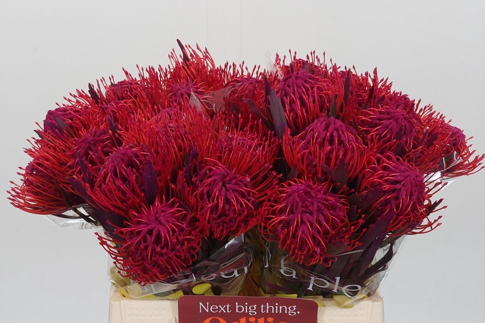 <h4>Nutans Painted Cerise</h4>