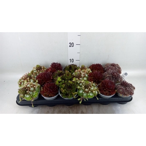 Sempervivum   ...mix