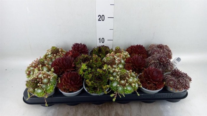 <h4>Sempervivum   ...mix</h4>