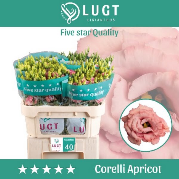 <h4>Eust Corelli Apricot</h4>