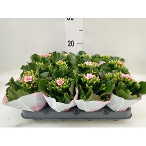 Kalanchoe  'Else Flowers Oakley'