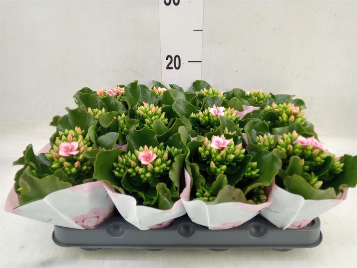 <h4>Kalanchoe  'Else Flowers Oakley'</h4>