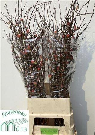 <h4>Chaenomelis Superba</h4>