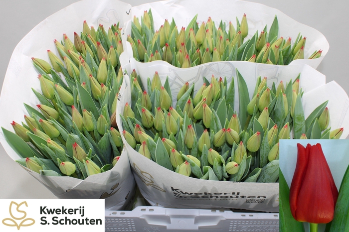 <h4>TU EN RED WESTFRIS</h4>