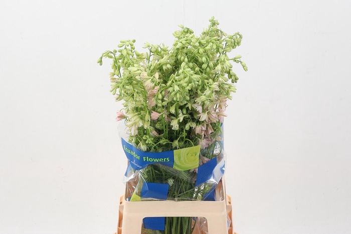 <h4>Cons R Q Pink Perfection</h4>