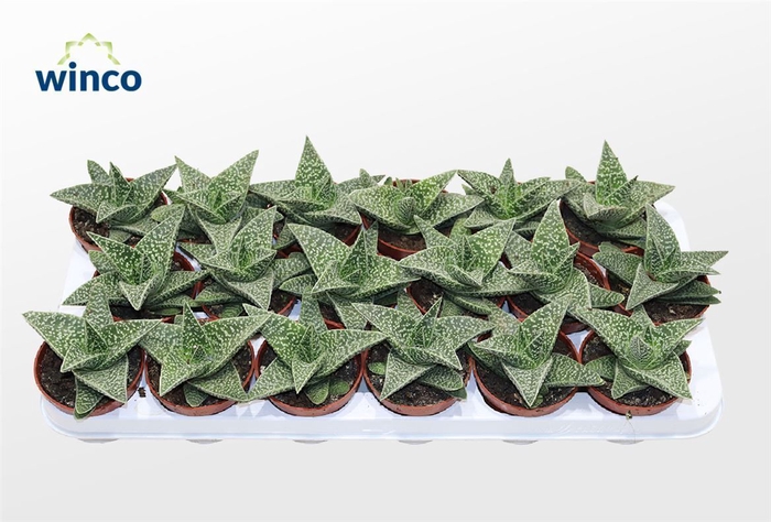 <h4>Aloe Aveo</h4>