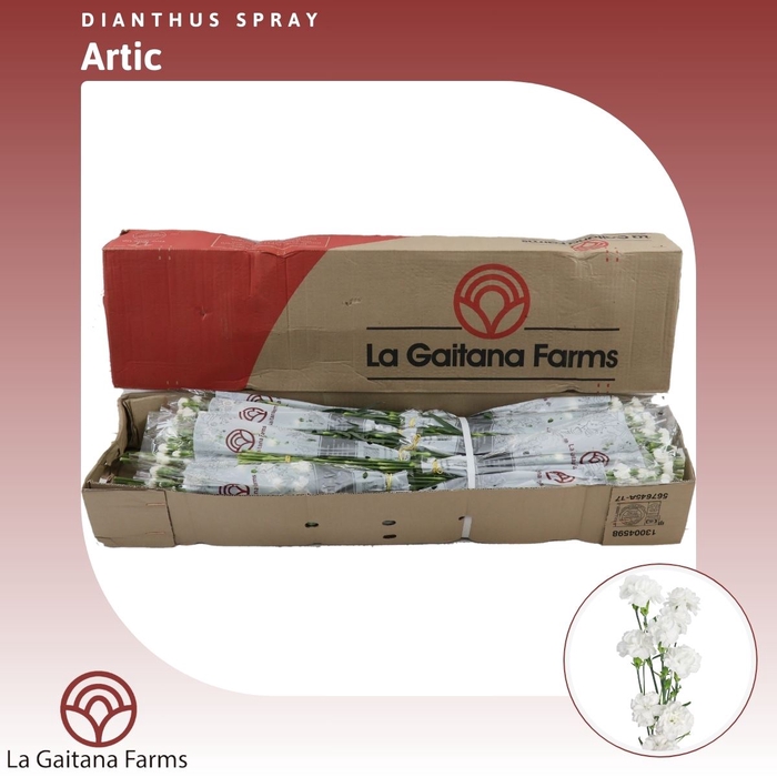 <h4>Dianthus tr Artic</h4>