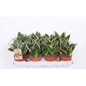 Sansevieria Lotus Hahni