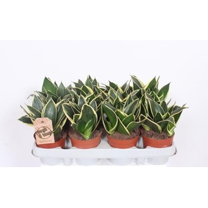 Sansevieria Lotus Hahni