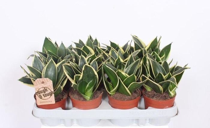 <h4>Sansevieria Lotus Hahni</h4>