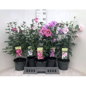 HIBISCUS SYRIACUS