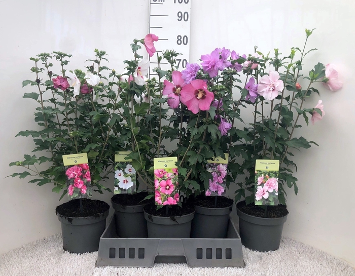 <h4>HIBISCUS SYRIACUS</h4>