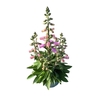 Digitalis Pink Panther