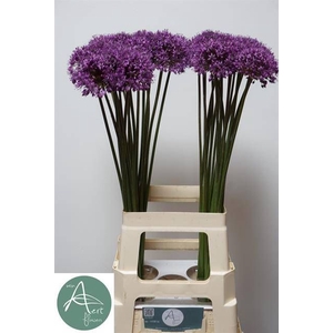 ALLIUM STATOS