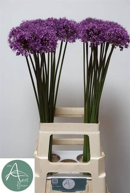 <h4>ALLIUM STATOS</h4>