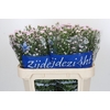 Aster Claudia