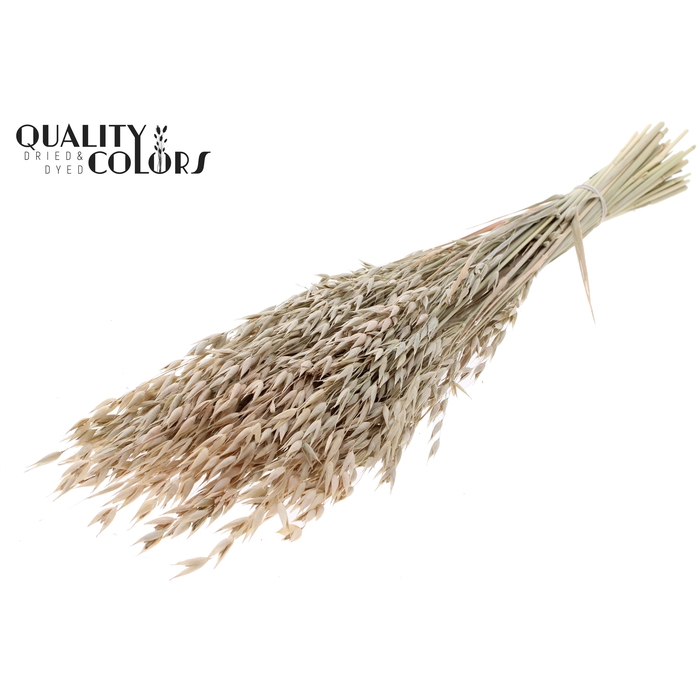 <h4>Avena Premium per bunch Frosted White</h4>