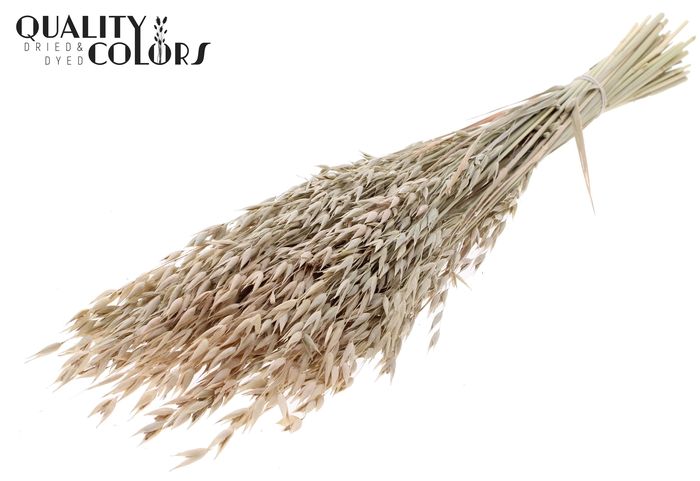 Avena Premium per bunch Frosted White