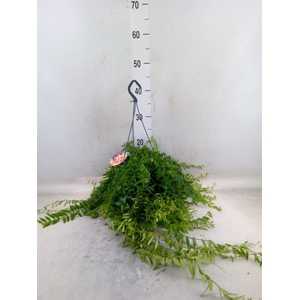 Aeschynanthus  'Japhrolepis'