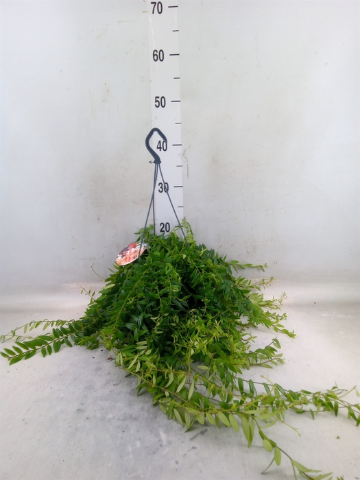 <h4>Aeschynanthus  'Japhrolepis'</h4>