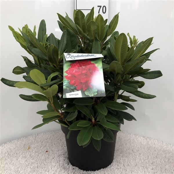 <h4>Rhodo. 'Leo' red</h4>