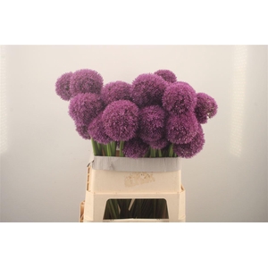Allium Grootbloemig