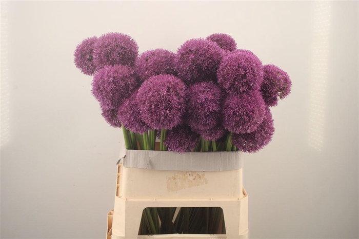 <h4>Allium Grootbloemig</h4>