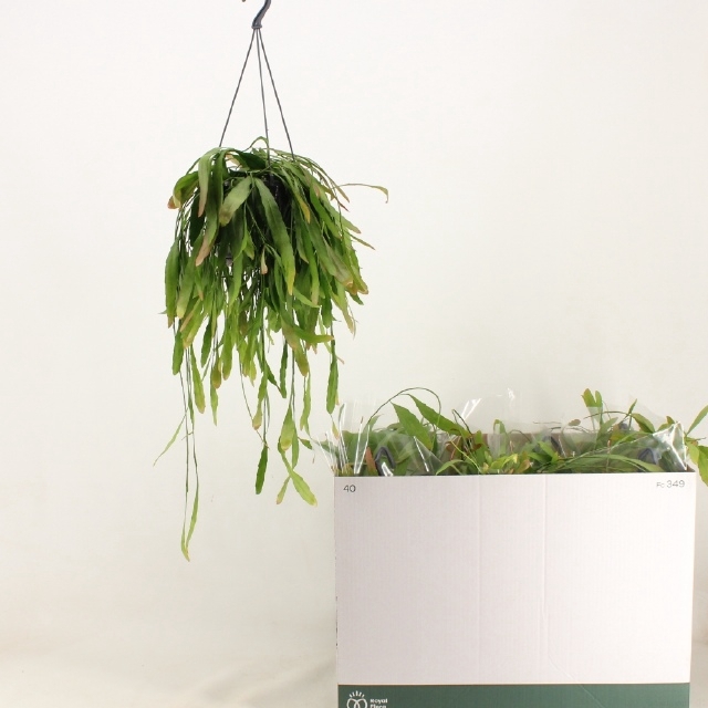 Rhipsalis Ramulosus (Cites) 15Ø 35cm