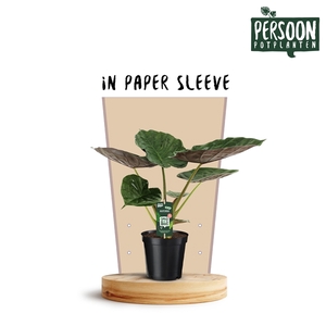 Alocasia Wentii Papieren Hoes