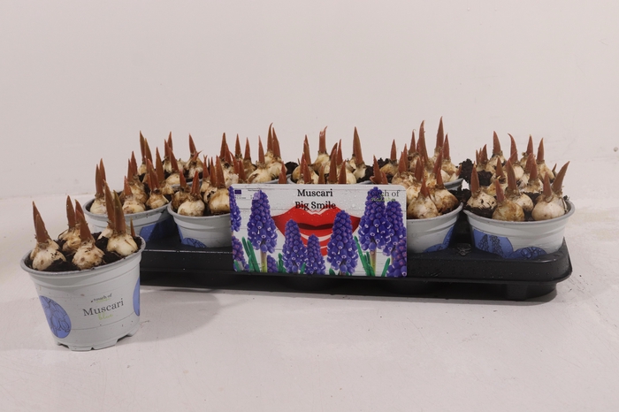 <h4>MUSCAR BIG SMILE</h4>