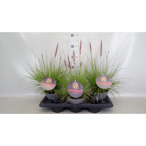 Pennisetum   ...
