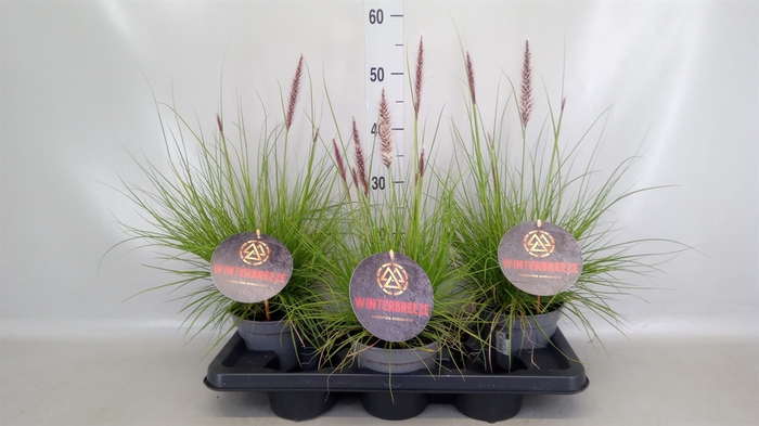 <h4>Pennisetum   ...</h4>