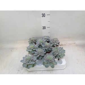 Echeveria   ...