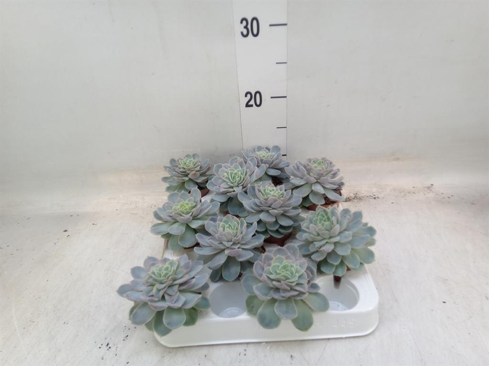 <h4>Echeveria ...</h4>