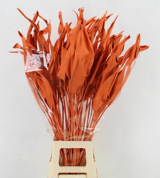 <h4>DROOGBL BEWERKT H%</h4>