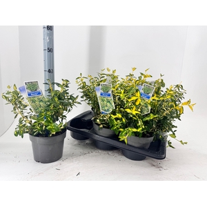 EUONYMUS FO BLONDY