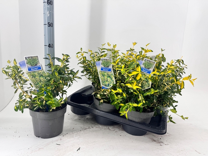 <h4>EUONYMUS FO BLONDY</h4>