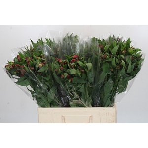Alstroemeria Red