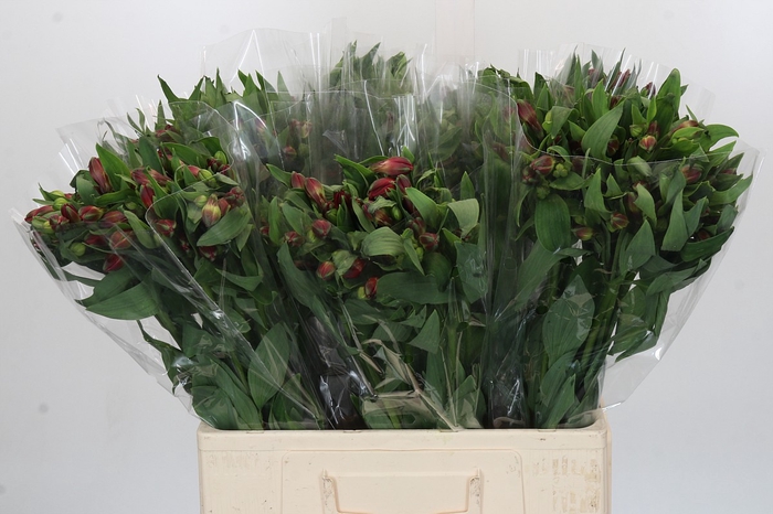 <h4>Alstroemeria Red</h4>