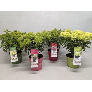 Hydrangea Paniculata (Gardenlight) 'Mix' IMPORT - 23 cm