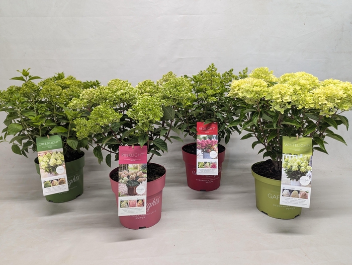 <h4>Hydrangea Paniculata (Gardenlight) 'Mix' IMPORT - 23 cm</h4>