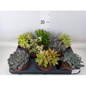 Succulents   ...