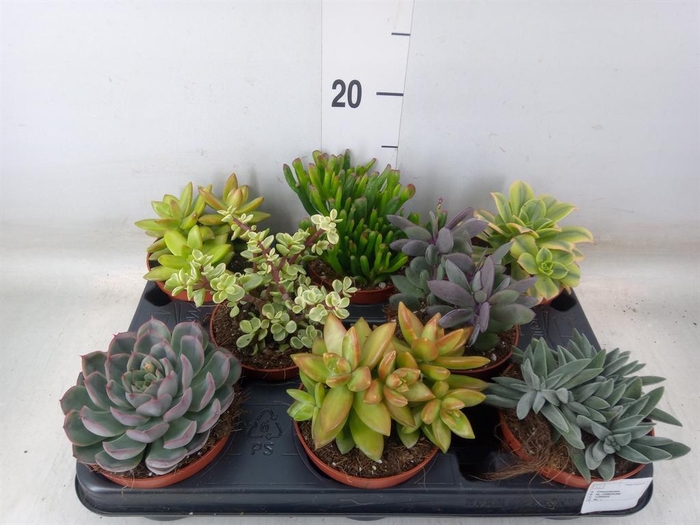 <h4>Succulents   ...</h4>