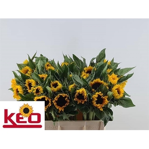 HELIAN AN SUNRICH OR