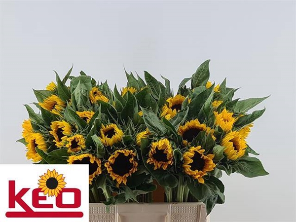 <h4>HELIAN AN SUNRICH OR</h4>