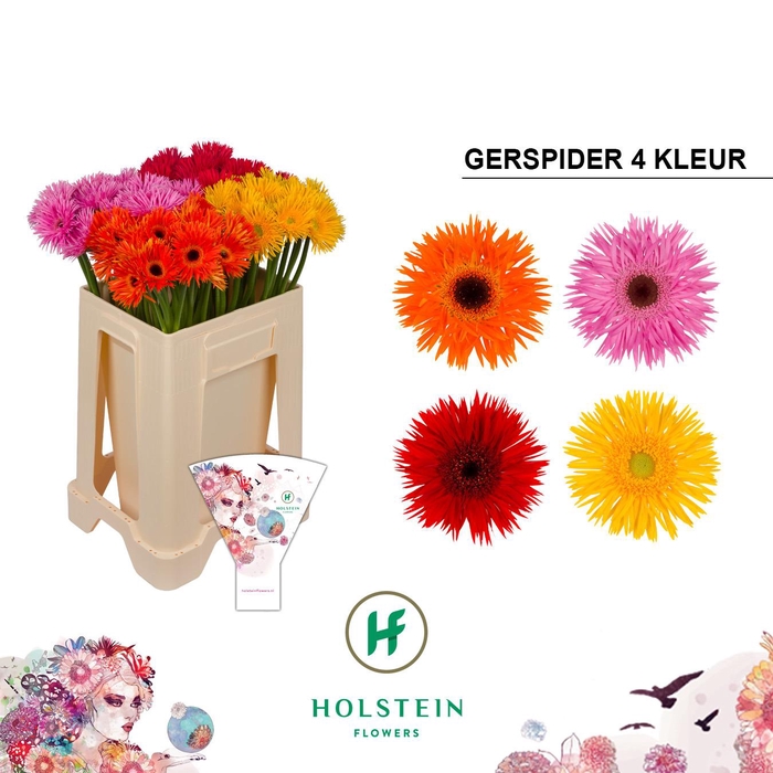 <h4>Germini Spider Mix Spider Water/Hoes x80</h4>