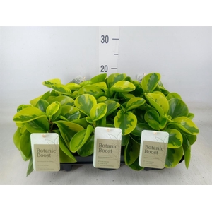 Peperomia obt. 'Obtipan'